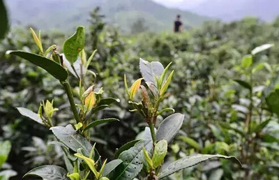 【大美六堡·大讲堂】之六堡茶树 （一）茶树起源与茶叶