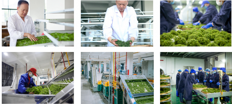 小茶叶大学问 龙王山茶的品质坚守与产业革新之路