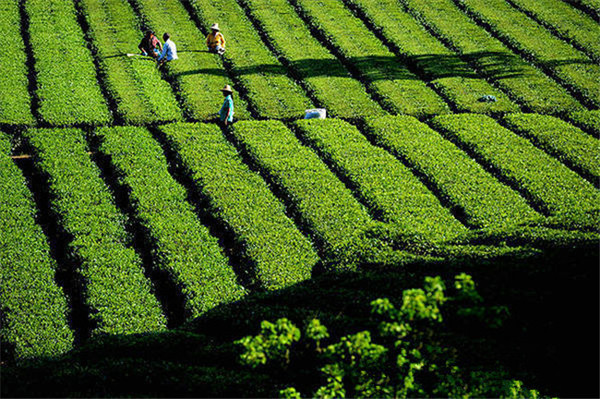 湖北香茗多如繁星，何止青砖一味？