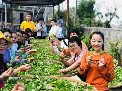 从茶室到茶山 茶旅，一场唤醒身心与文化的寻根之旅
