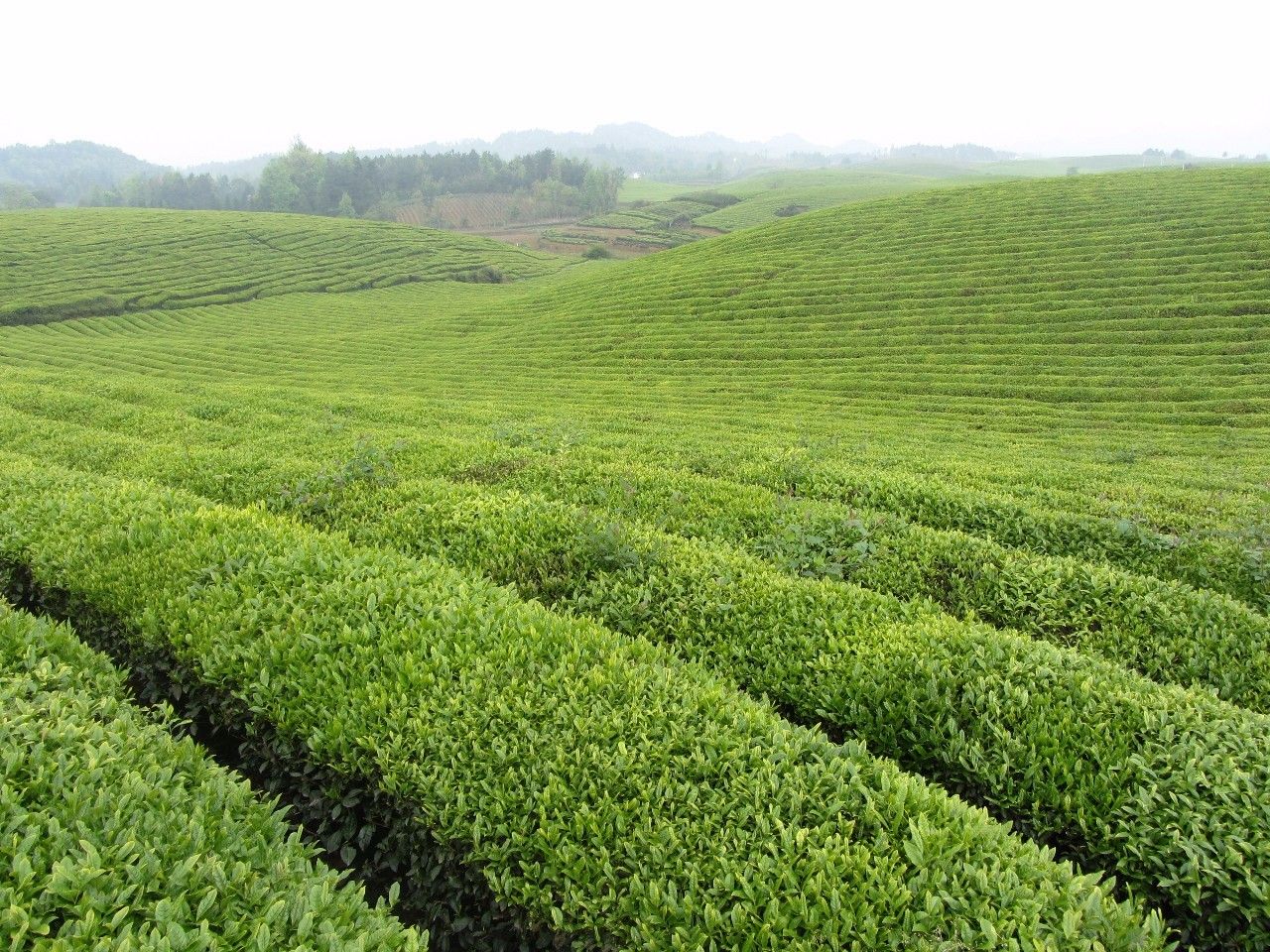 茶旅世界·十大魅力茶乡参评｜贵州省纳雍县 茶香飘溢的绿色明珠