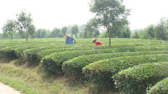 霍山县绿力生态产品茶叶基地 自然与品质的完美交融